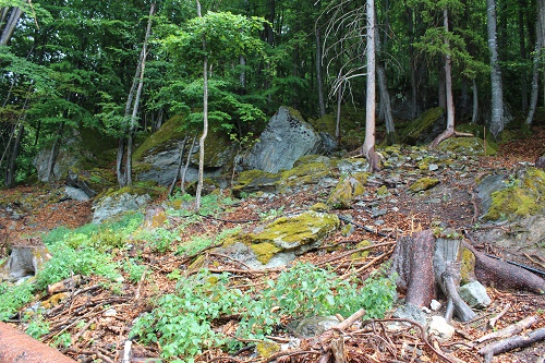 IMG_5268l.jpg