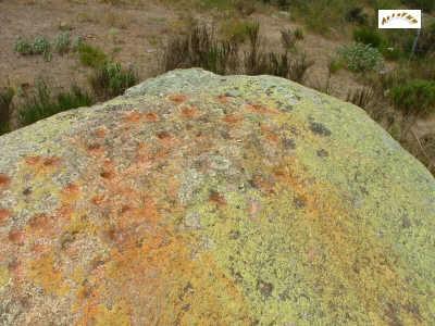 dolmen de campoussy-4.jpg